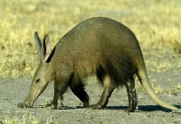 Aardvark (Orycteropus afe