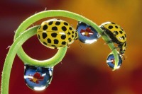 Ladybird Beetle (Coccinel