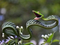 Green Vine Snake (Ahaetul