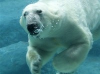 Polar Bear (Ursus maritim