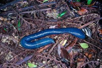Giant Blue Earthworm (Ter
