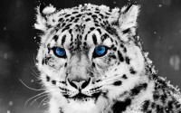 Snow Leopard With Aquamar