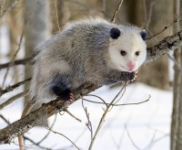 Virginia opossum (Didelph