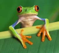 Red Eyed Green Frog