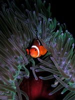 Ocellaris Clownfish (Amph