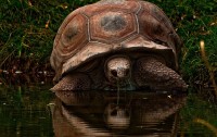 Tortoise In Water