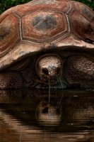 Tortoise In Water