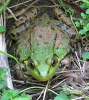 Southern Leopard Frog (Ra