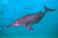 Baiji Dolphin (Lipotes ve
