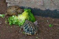 Tortoises Eating Lettuce