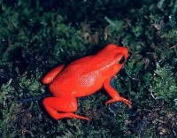 Red Poison Dart Frog (Min