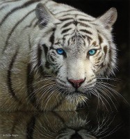 Tiger Reflection