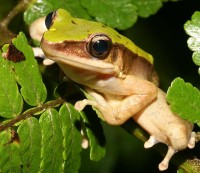 Green Cascade Frog (Odorr