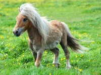 Miniature Horse