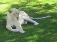 White Lion (Panthera leo 
