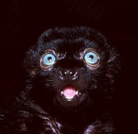 Blue Eyed Black Lemur (Eu