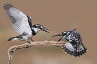 Pied Kingfisher (Ceryle r