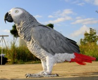 African Grey Parrot (Psit