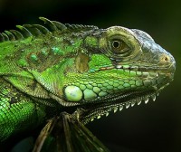 Green Iguana (Lizard)