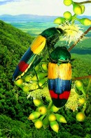 Cooktown Beetle (Temognat
