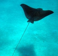 Spotted Eagle Ray (Aetoba