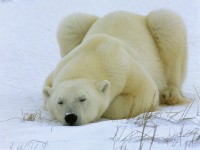 Polar Bear (Ursus maritim