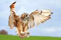 Indian Eagle Owl (Bubo be