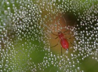 Danger In The Dew (Spider