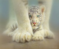 Sheltered White Tiger Cub