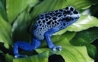 Blue Dart Frog