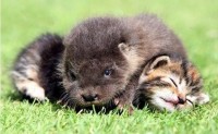 Cat & Otter