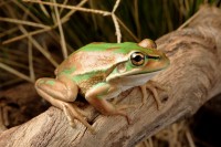 Green & Golden Bell Frog 