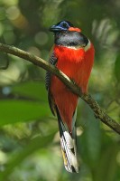 Red-naped Trogon (Harpact