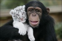 Chimpanzee & Tiger