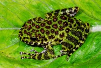 Rana Ishikawae Frog (Odor