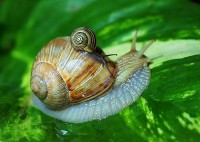 Snail (Gastropoda)