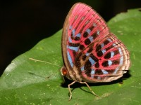 Malay Red Harlequin Butte