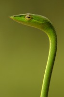 Green Garden Snake