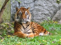 Bali Tiger (Panthera tigr