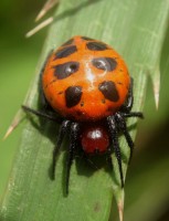 European Ladybird Spider