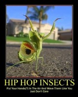 Hip Hop Praying Mantis