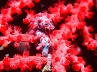 Pygmy Seahorse (Hippocamp