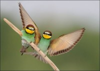 European Bee-eaters (Mero