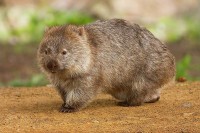 Common Wombat (Vombatus u