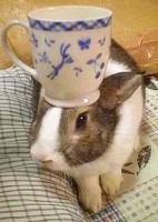 Rabbit With A Teacup On I