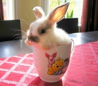 Rabbit In A Teacup