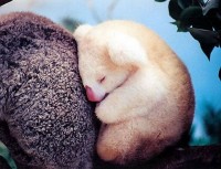 Albino Koala