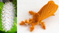 Jewel Caterpillar/Moth