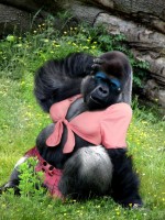 Gorilla Flirt