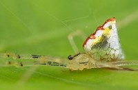 Enoplognatha Ovata Spider